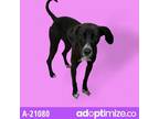 Adopt Velma a Black Labrador Retriever / Hound (Unknown Type) / Mixed dog in