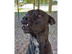 Adopt Zahara a Black Mixed Breed (Large) / Mixed dog in Leander, TX (34200764)