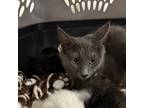 Adopt Ember a Gray or Blue Domestic Mediumhair / Mixed cat in Milton