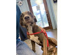 Adopt Ronnie a Gray/Blue/Silver/Salt & Pepper Mixed Breed (Large) / Mixed dog in