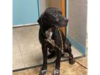 Adopt Clovis a Black Labrador Retriever / Mixed dog in Lancaster, TX (38875976)
