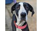 Adopt Luna a Black - with White Great Dane / Mixed dog in Vail, AZ (38874936)