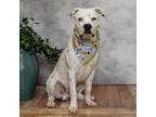 Adopt Exige a White - with Tan, Yellow or Fawn Dalmatian / Pit Bull Terrier /