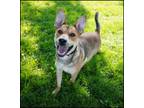 Adopt William a Tan/Yellow/Fawn Shepherd (Unknown Type) / Mixed dog in