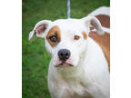 Adopt Tegan a White Terrier (Unknown Type, Small) / Mixed dog in Greenwood