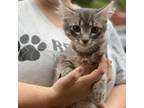 Adopt Charlie a Gray or Blue Domestic Shorthair / Mixed cat in Buffalo