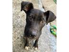 Adopt Panther a American Pit Bull Terrier / Mixed Breed (Medium) / Mixed dog in