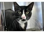 Adopt Borio a All Black Domestic Shorthair / Domestic Shorthair / Mixed cat in