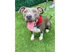 Adopt Mermaid a Gray/Blue/Silver/Salt & Pepper American Staffordshire Terrier /