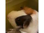 Adopt Carmel and Nutmeg a Guinea Pig small animal in Pittsburgh, PA (38870479)