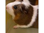 Adopt Nutmeg and Carmel a Guinea Pig small animal in Pittsburgh, PA (38870476)