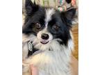 Adopt Gino a Black - with White Pomeranian / Mixed dog in Barnegat