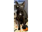 Adopt Inky a All Black Domestic Shorthair / Domestic Shorthair / Mixed cat in