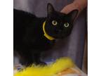 Adopt Fallon a All Black Domestic Shorthair / Domestic Shorthair / Mixed cat in