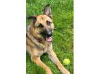 Adopt Shadow a German Shepherd Dog, Mixed Breed