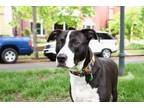 Adopt Anvil a Black - with White American Pit Bull Terrier / Mixed dog in