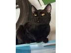 Adopt Yennefer a All Black Domestic Shorthair / Domestic Shorthair / Mixed cat