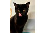 Adopt Geralt a All Black Domestic Shorthair / Domestic Shorthair / Mixed cat in