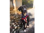 Adopt Cricket a Black Labrador Retriever / Mixed dog in Knoxville, TN (38728070)