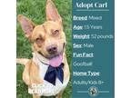 Adopt Carl a Tan/Yellow/Fawn Mixed Breed (Medium) / Mixed dog in Metamora