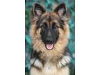 Adopt Mayla von Lirstar a Black - with Tan, Yellow or Fawn German Shepherd Dog /