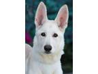 Adopt Winter von Weida a White German Shepherd Dog / Mixed dog in Los Angeles