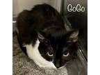 Adopt Gogo a All Black Domestic Mediumhair / Mixed cat in Madisonville