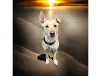 Adopt Kane a Tan/Yellow/Fawn Labrador Retriever / Shepherd (Unknown Type) /