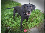 Adopt Trevor a Black Labrador Retriever / Mixed dog in Rochester, MN (38848233)