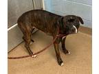 Adopt George Fayne a Black Mixed Breed (Medium) / Mixed dog in Chamblee