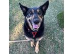 Adopt Corazon a Black Shepherd (Unknown Type) / Mixed dog in Dallas