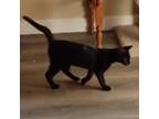 Adopt Cinder a All Black Domestic Shorthair / Mixed cat in Pleasanton