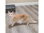 Adopt Sunkist a Orange or Red Domestic Shorthair / Mixed cat in Pleasanton