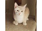 Adopt Ginger a Tan or Fawn Tabby Domestic Shorthair / Mixed cat in Pleasanton