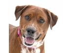 Adopt Gaia a Brown/Chocolate Cattle Dog / Mixed dog in Los Angeles