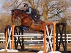 Jumper mare for sale