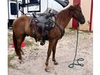 Gaited Missouri Fox Trotter Gelding