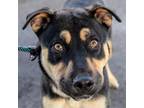 Adopt Sassy a Black Mixed Breed (Medium) / Mixed dog in Las Cruces