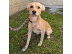 Adopt Rambo a Mixed Breed