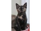 Adopt Heidi a Tortoiseshell Domestic Shorthair (short coat) cat in Richmond