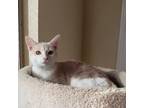 Adopt Maple a Tan or Fawn Tabby Domestic Shorthair / Mixed cat in Pleasanton