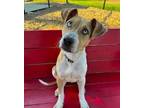 Adopt Comeback Kid a Mixed Breed