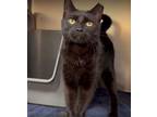 Adopt Norma a All Black Domestic Shorthair / Mixed cat in Westampton