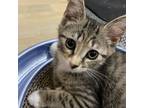 Adopt Nora a Gray or Blue Domestic Shorthair / Mixed cat in Greenfield