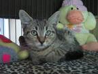 Adopt Mauser a Brown Tabby Domestic Shorthair (short coat) cat in Richmond