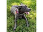 Adopt Poppy a Gray/Blue/Silver/Salt & Pepper Weimaraner / Terrier (Unknown Type