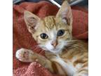 Adopt Curtis a Orange or Red Domestic Shorthair / Domestic Shorthair / Mixed cat
