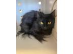 Adopt Lady Montague a All Black Domestic Longhair / Domestic Shorthair / Mixed