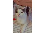Adopt Princess a White (Mostly) American Shorthair / Mixed cat in Covington