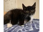 Adopt Stormy a Black & White or Tuxedo Domestic Shorthair / Mixed (short coat)